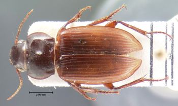 Media type: image;   Entomology 5666 Aspect: habitus dorsal view